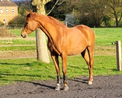 dressage horse Klassic's Zauberei (Trakehner, 2021, from Zauberdeyk)