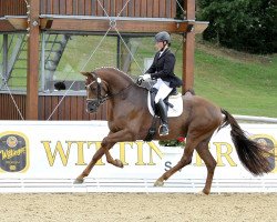 stallion Bodyguard 49 (Hanoverian, 2009, from Burlington FRH)