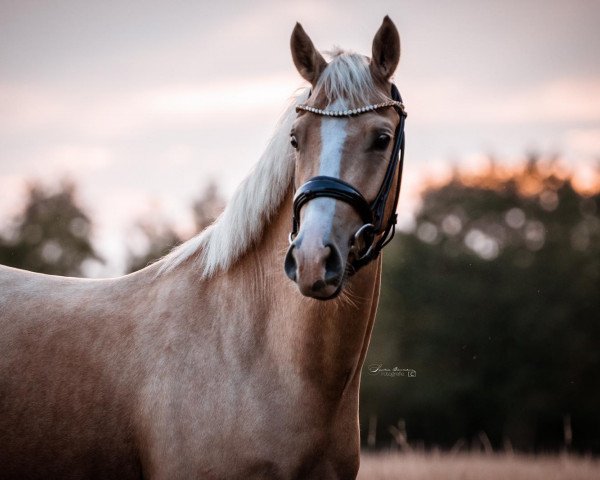 Dressurpferd Oakland's Nutello and Cream (Deutsches Reitpony, 2017, von Fs Numero Uno)