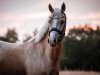 Dressurpferd Oakland's Nutello and Cream (Deutsches Reitpony, 2017, von Fs Numero Uno)