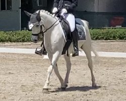 dressage horse Patricia (German Riding Pony, 2005, from Papilon ox)