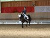 dressage horse Don Novell (German Riding Pony, 2005, from Prinsenhof's Dino)