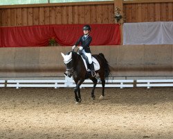 dressage horse Don Novell (German Riding Pony, 2005, from Prinsenhof's Dino)