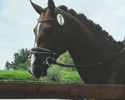 dressage horse Bonnie Tyler H. (Westphalian, 2018, from Bonds)