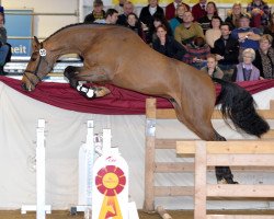 stallion Conte Cassini (Holsteiner, 2010, from Cassini I)