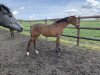 broodmare Nela (Holsteiner, 2020, from Jaloubet K VDL)