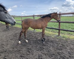 broodmare Nela (Holsteiner, 2020, from Jaloubet K VDL)