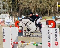 Springpferd Dia Blue 3 (Oldenburger Springpferd, 2019)