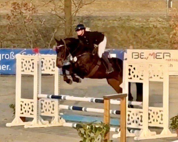 jumper I'am Springsteen (Oldenburg show jumper, 2019, from I'm Special de Muze)