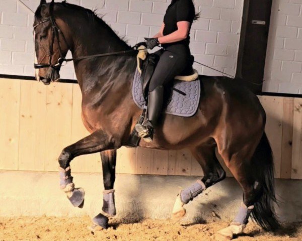 dressage horse Cookie-Monster (Oldenburg, 2018, from Carleyle)