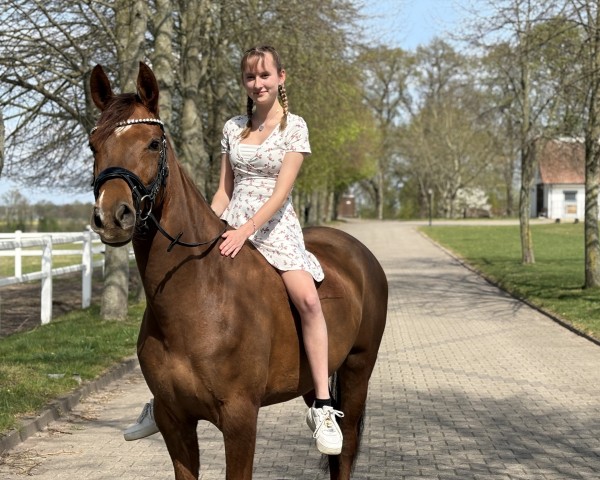 Dressurpferd No Words Needed H (Deutsches Reitpony, 2021, von FS Next Diamond)