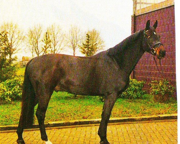 jumper Adlantus 3 (Hanoverian, 2001, from Adlantus As FRH)
