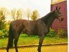 Springpferd Adlantus 3 (Hannoveraner, 2001, von Adlantus As FRH)