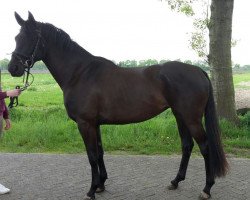 broodmare Wanka (Hanoverian, 2012, from Watermill Rolex xx)