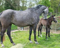 Zuchtstute Baby Blue Freedom (Holsteiner, 2009, von Cassini II)