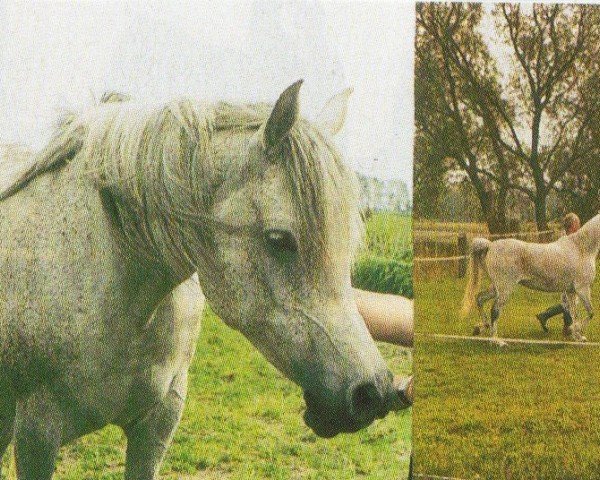 horse Jilfah Alwirathe Jezna (Arabian, 1994, from El Thay Mameluk EAO)