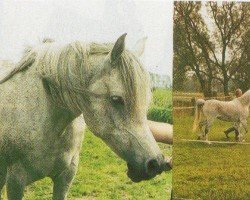 horse Jilfah Alwirathe Jezna (Arabian, 1994, from El Thay Mameluk EAO)