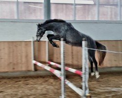 broodmare Cornita S (Westphalian, 2020, from Cornet Obolensky)