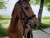 jumper Ivindo van het Hageland (Belgian Warmblood, 2008, from Wandor v.d.Mispelaere)