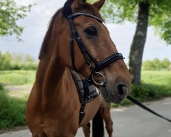 Springpferd Ivindo van het Hageland (Belgisches Warmblut, 2008, von Wandor v.d.Mispelaere)