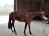 jumper Cana 7 (Oldenburg show jumper, 2015, from Cascadello II)