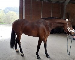 jumper Cana 7 (Oldenburg show jumper, 2015, from Cascadello II)