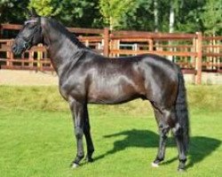 stallion Showdancer (Oldenburg, 2008, from Sir Donnerhall I)