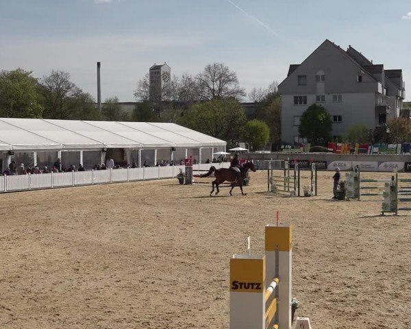 Reitturnier Amriswil 2025