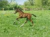 dressage horse Buchenhains von Frederic (Oldenburg, 2021, from Vaderland OLD)