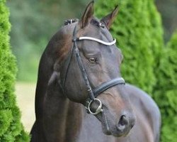 stallion Sarafino (Oldenburg, 1998, from Sandro Song)