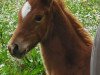 dressage horse Buchenhains Willa Princess (Oldenburg, 2021, from DSP VA Bene)