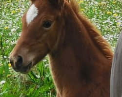 dressage horse Buchenhains Willa Princess (Oldenburg, 2021, from DSP VA Bene)