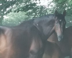 broodmare Westside (Westphalian, 2002, from Weltino)