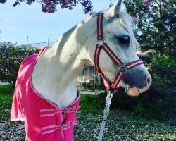 horse Sommerpolders Melodie (Welsh mountain pony (SEK.A), 2013, from Spring Flower Chaos)