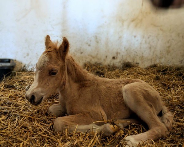 foal Emma von der Dänenwiek (Welsh mountain pony (SEK.A), 2025, from Shamrocklake The Cool Cardinal)