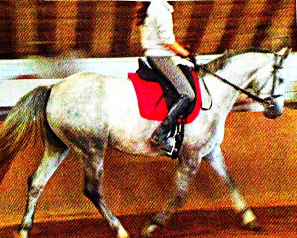 horse Silver (Hanoverian, 2007, from Salvano)