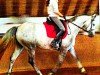 Pferd Silver (Hannoveraner, 2007, von Salvano)