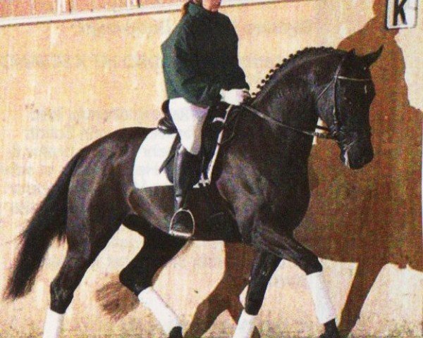 dressage horse Don Revelino (Westphalian, 2006, from Donnerball)