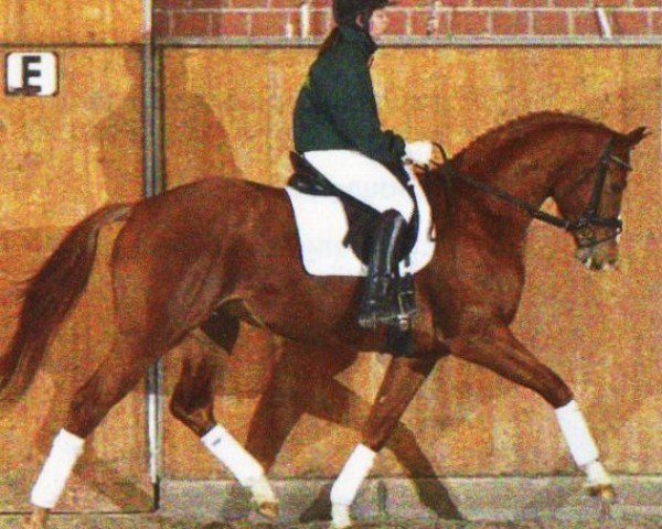 Dressurpferd Lord Larmarque (Hannoveraner, 2007, von Locksley II)