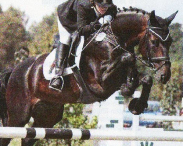 dressage horse Canada 16 (Saxony-Anhaltiner, 2002, from Corvalon)