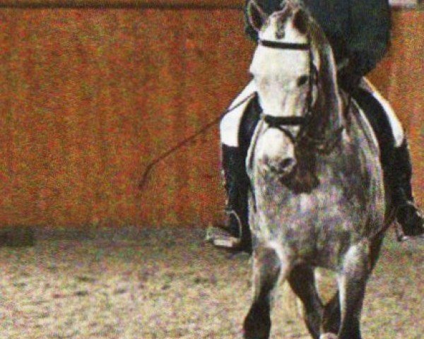 dressage horse Lanju 2 (Oldenburg show jumper, 2004, from Landor S)