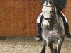 dressage horse Lanju 2 (Oldenburg show jumper, 2004, from Landor S)