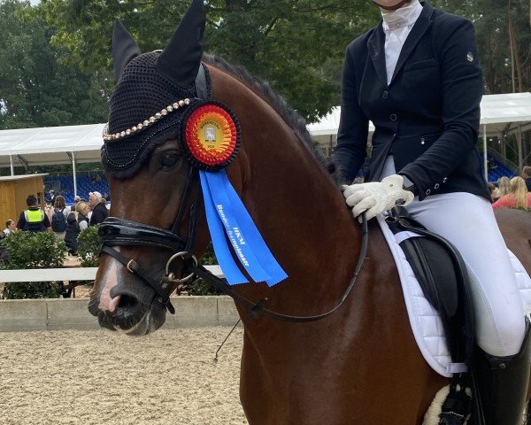 stallion Con Dios 18 (German Riding Pony, 2019, from Coer Noble)