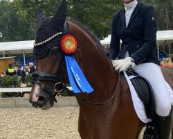 Deckhengst Con Dios 18 (Deutsches Reitpony, 2019, von Coer Noble)