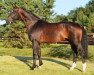 stallion Sandro Song Junior (Oldenburg, 2001, from Sandro Song)