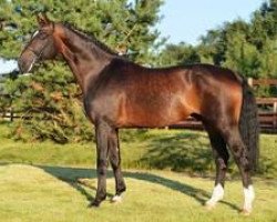 stallion Sandro Song Junior (Oldenburg, 2001, from Sandro Song)