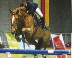 broodmare Prima Donna van't Paradijs (Belgian Warmblood,  , from Lys de Darmen)