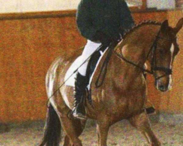 Dressurpferd Delta Queen 14 (Oldenburger, 2003, von Dream of Heidelberg II)