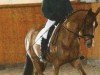 dressage horse Delta Queen 14 (Oldenburg, 2003, from Dream of Heidelberg II)