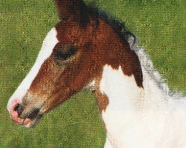 dressage horse Spartacus 20 (Westphalian, 2010, from Samico F)
